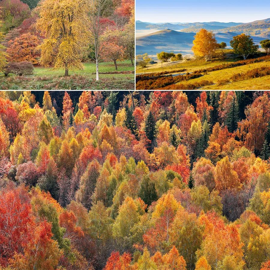 儿童画教程｜趣味色彩美术课程《万山红遍，层林尽染》