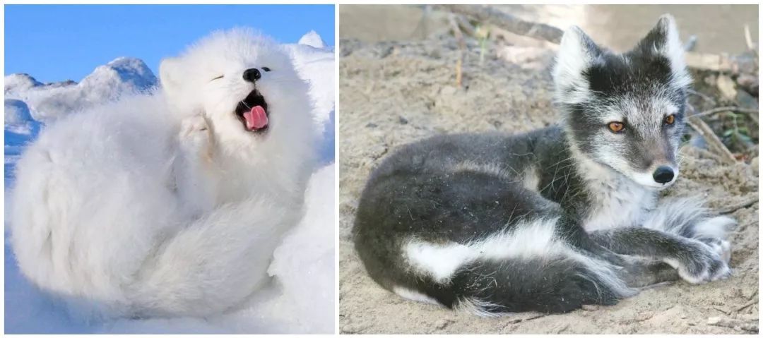 辟谣,猫咪想要毛发好就要多挨冻?需知低温会导致多种“猫病”