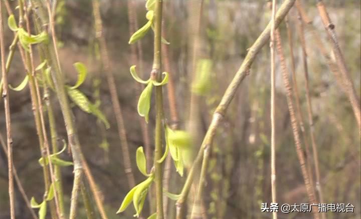 太原人注意!春季过敏怎么办,医生教你这样应对