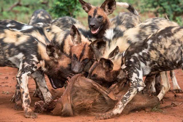 非洲野狗作战能力超过“掏肛”的鬣狗,对外凶狠,对内温馨有爱