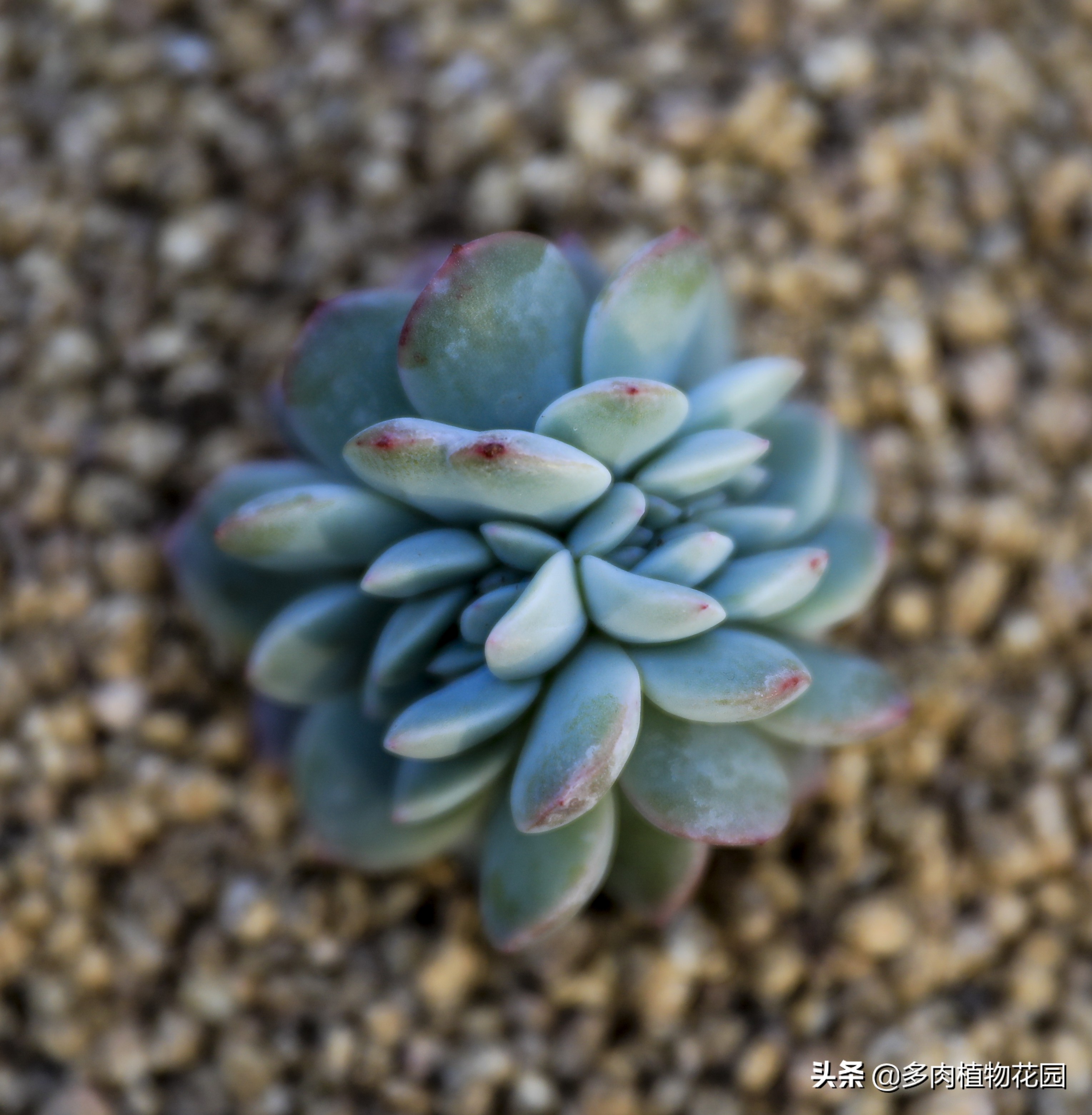 多肉浇水要注意什么,多肉浇水用错肥料