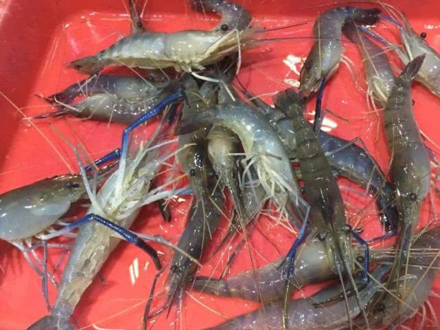 5只就有一斤重，每斤80元回头客多，会是下一个养殖风口吗？