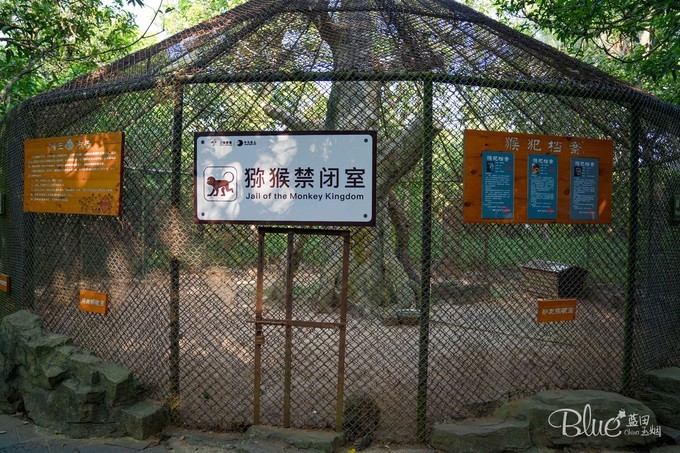 南湾岛猴王,海南南湾猴岛的猴王争夺战