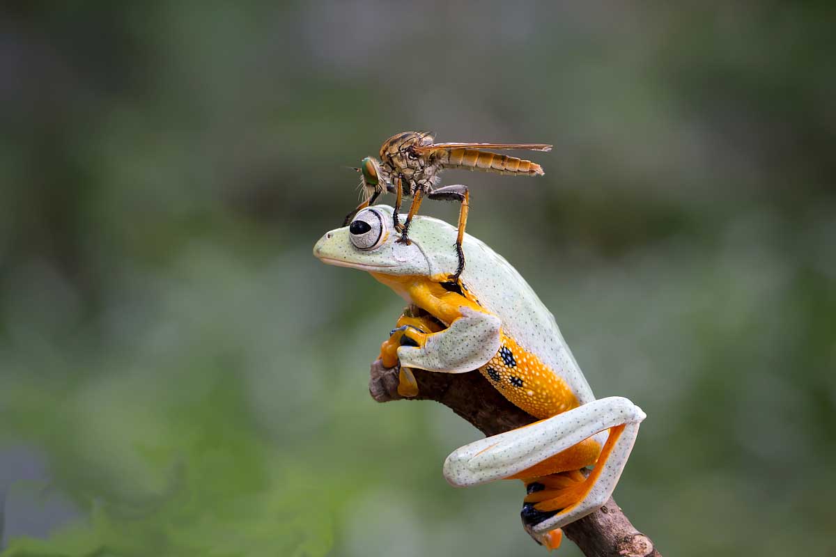 看着像苍蝇但是尾巴比苍蝇长,看着像苍蝇的小飞虫是什么