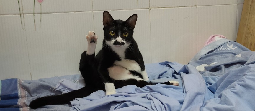 猫咪生病怎么办最有效的方法,问一下猫咪如果生病了该怎么办