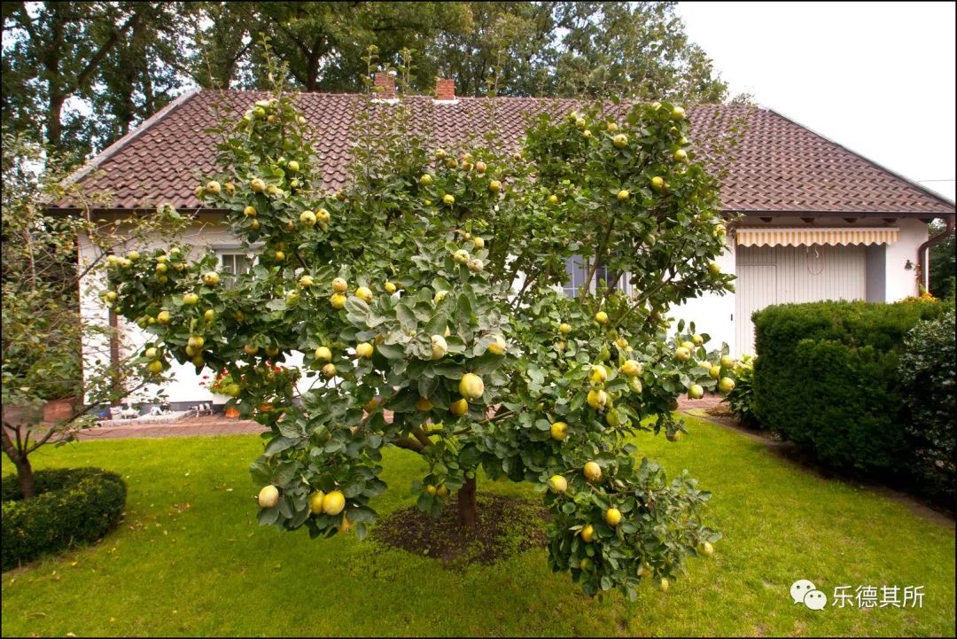 德国果酱,德国生活食材
