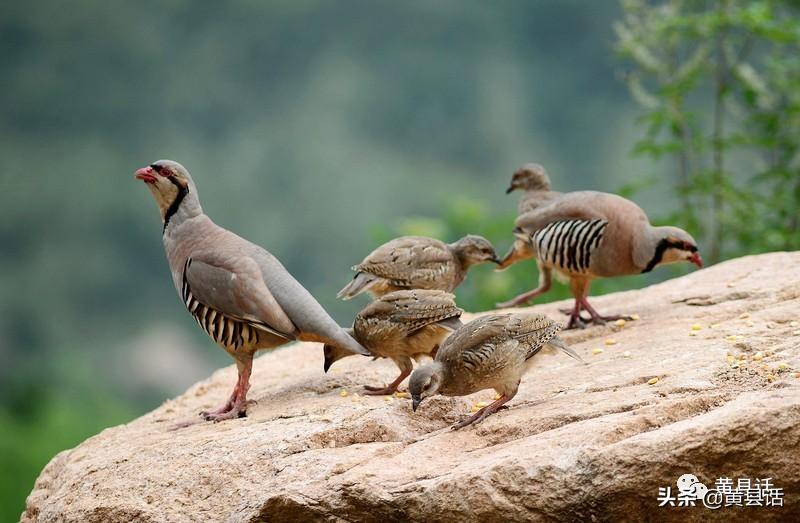 嘎鱼、嘎母鸡、嘎拉、嘎嗒板儿、嘎斯灯，都是些什么东东？