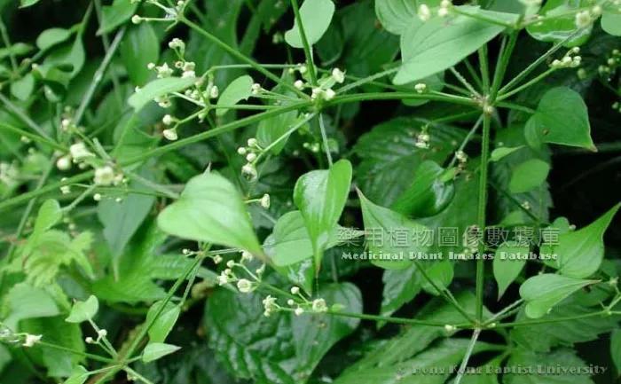 茜草是什么颜色,最是人间好颜色出处