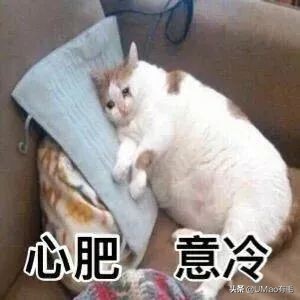 为什么养猫和想象中的不一样,为什么养猫比对自己的父母还好呢