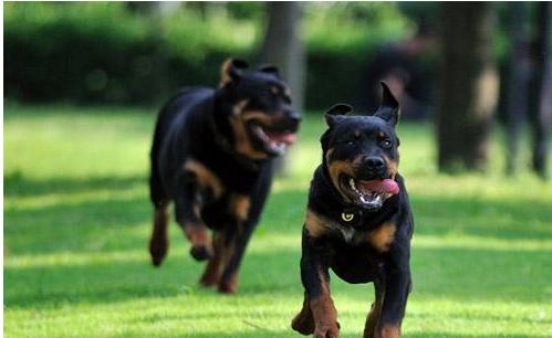 为什么人们无视禁养令，也要养“罗威纳”？也许是因为这6点