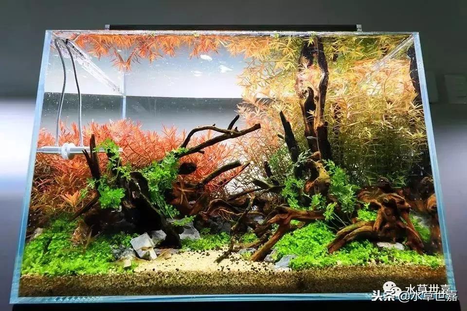40厘米鱼缸杜鹃根造景,杜鹃根水草缸