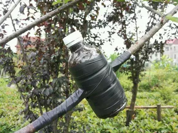 大水瓶扦插生根神器,室内用塑料瓶扦插生根最快方法