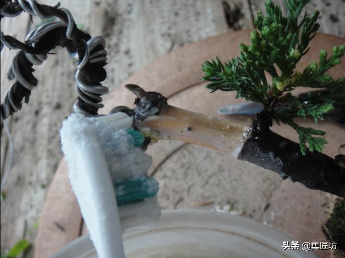 盆景树桩舍利怎么制作,盆景老桩镂空舍利的制作