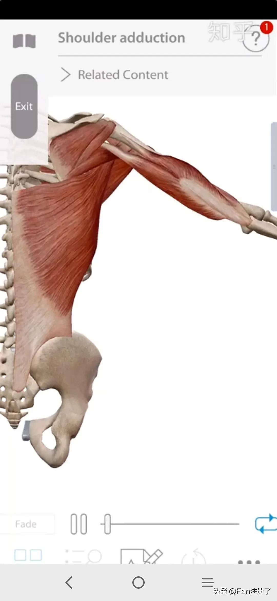 鑲╁嘲涓嬫粦鍥婄値鐥呭洜,鑲╁嘲婊戝泭鐐庝綅缃浘