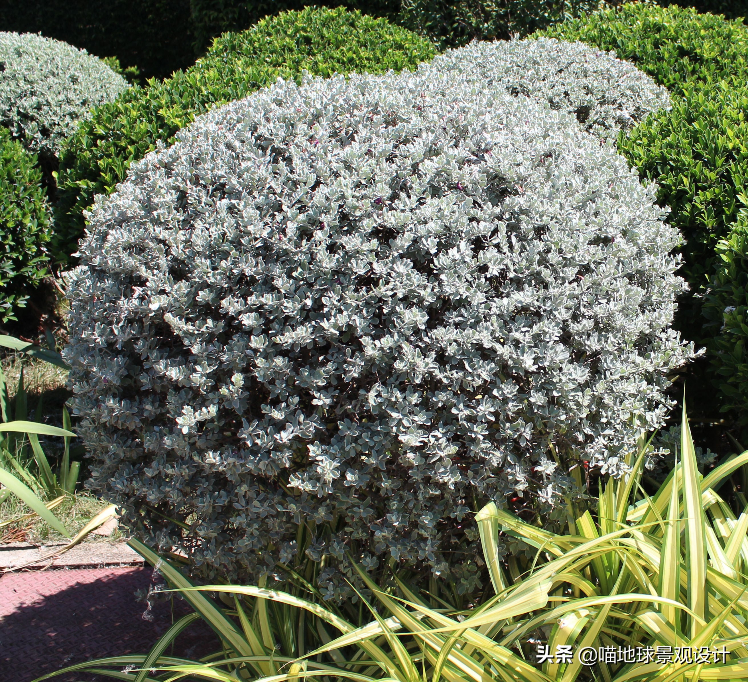 灌木球类植物,灌木植物种类及图片