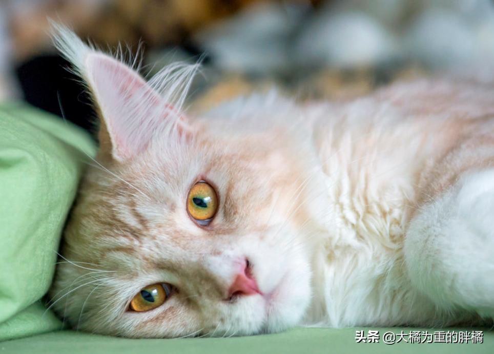 让猫咪在家不孤单,新手养猫怎么能让猫咪只黏自己