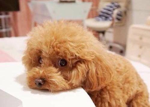 泰迪犬的脾气有多强,泰迪犬从小到大最怕的八件事