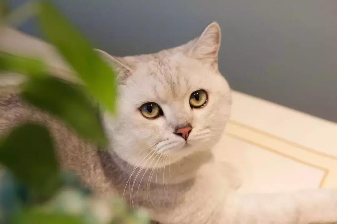 两个房间都做榻榻米后悔了,装榻榻米后悔了怎么办