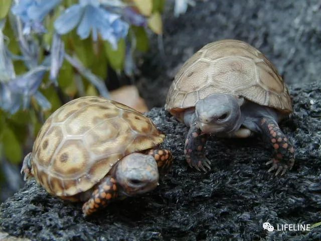 红腿陆龟怎么养活,新手养红腿陆龟准备什么