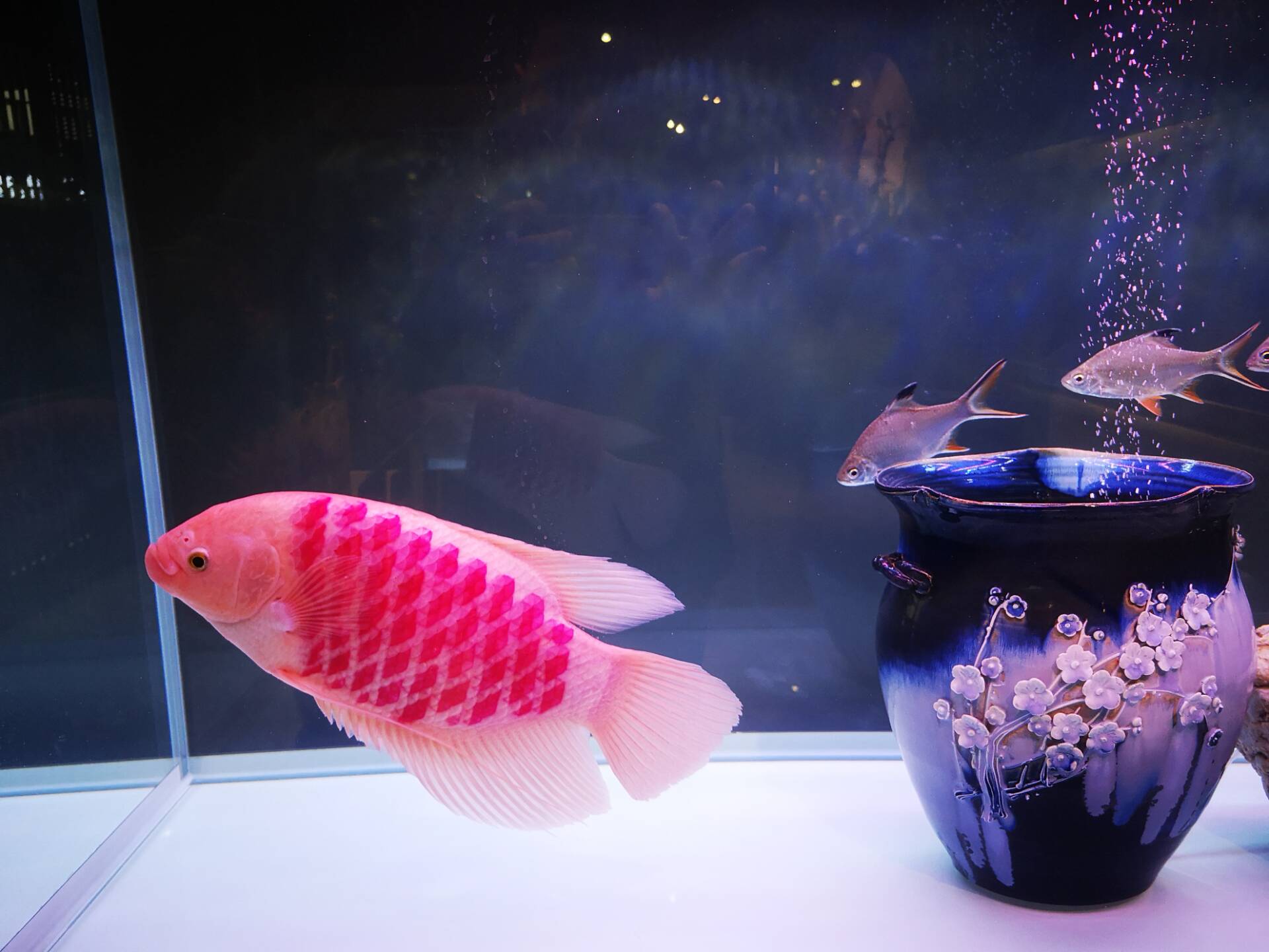 新鱼缸养淡水鱼还需要放盐吗,观赏鱼放盐多长时间换水一次