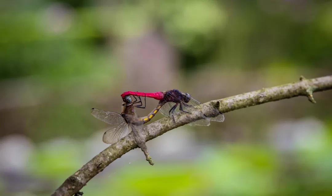 建一座完全不打药的生态花园,所有生命在这里和谐共处,值得收藏