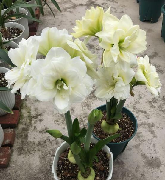 养朱顶红什么时候能用骨粉,养朱顶红能用纯营养土吗