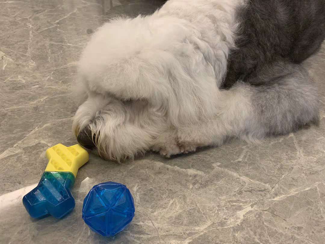 降温神器狗,夏季给狗降温神器