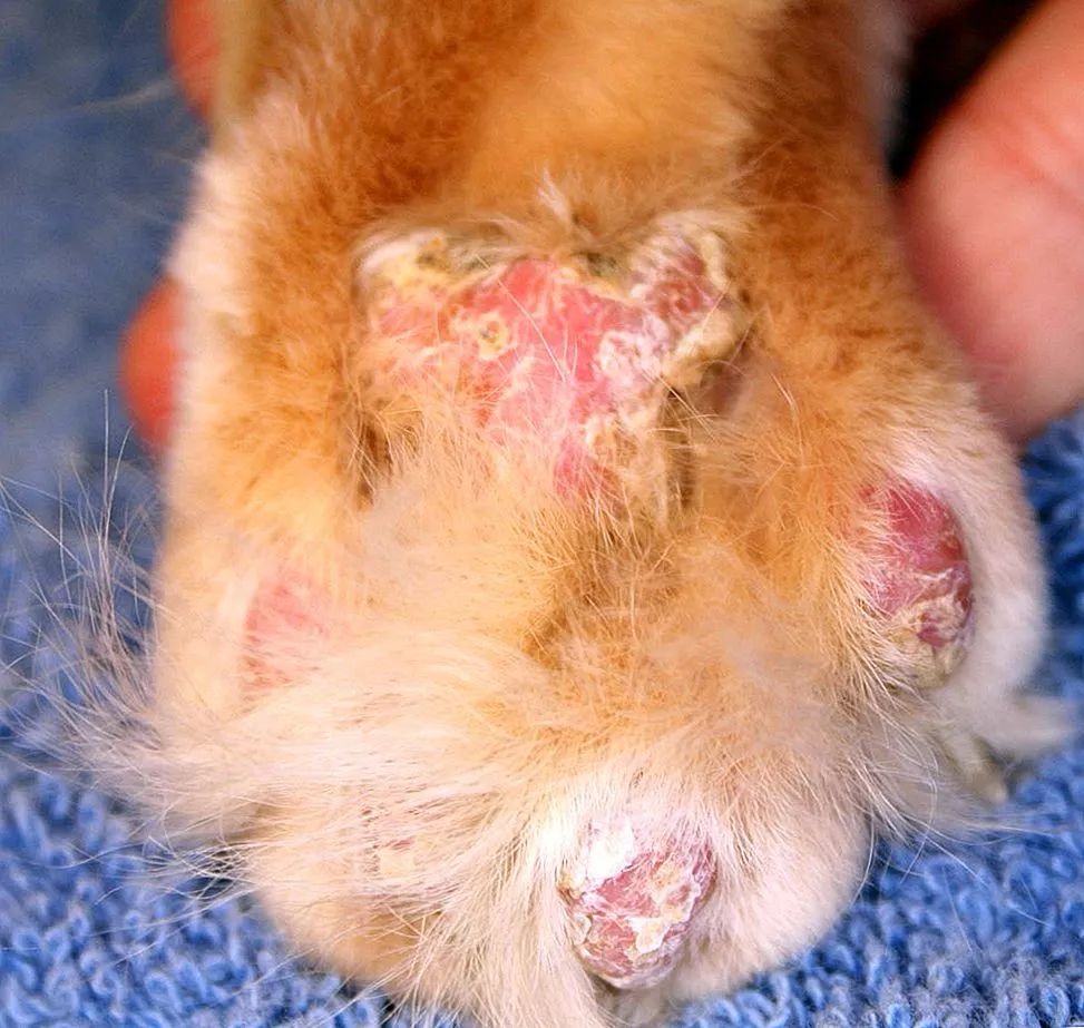 冬天宝宝皮肤粗糙颗粒状像鸡皮痒,猫咪肉垫上有个硬硬的是什么东西