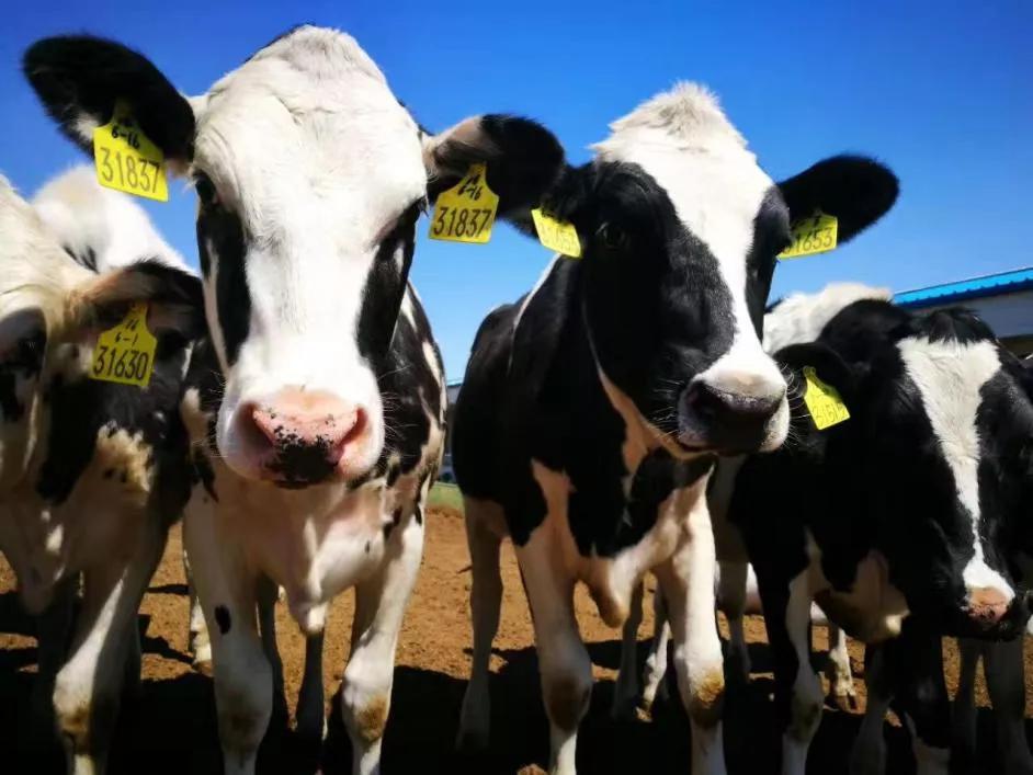 中国销量最好的奶粉,消费者心中top3的国产奶粉品牌