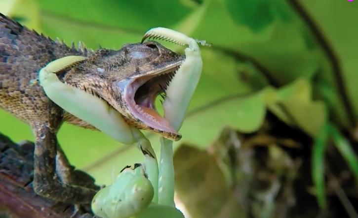 螳螂拳中最阴险毒辣的肥螳螂,正宗螳螂打出的螳螂拳