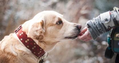狗狗饮食中的五大“不能”，你了解多少呢？