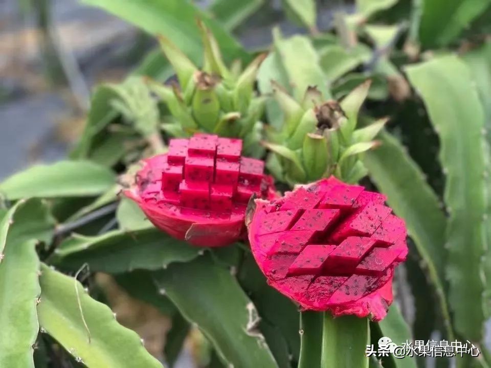 海南水果都有哪些品种图片及名称,海南水果上市时间表赶快收藏吧