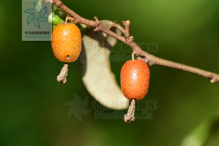 补阳丹，见过吗？活血通络。治跌打骨折、劳伤、小便*禁失**