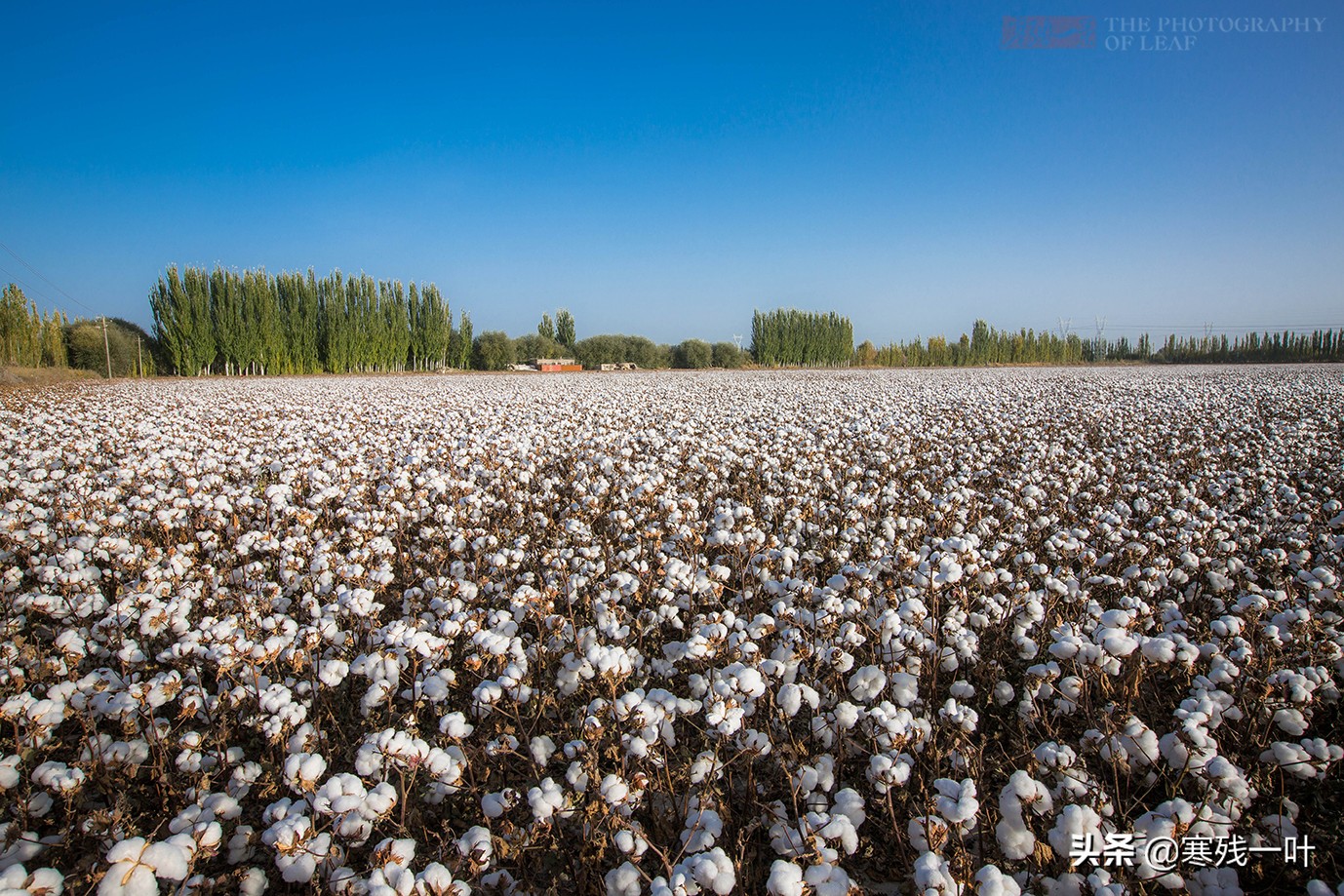 新疆采棉花工一个月挣多少钱,在新疆采棉花一天能赚多少钱