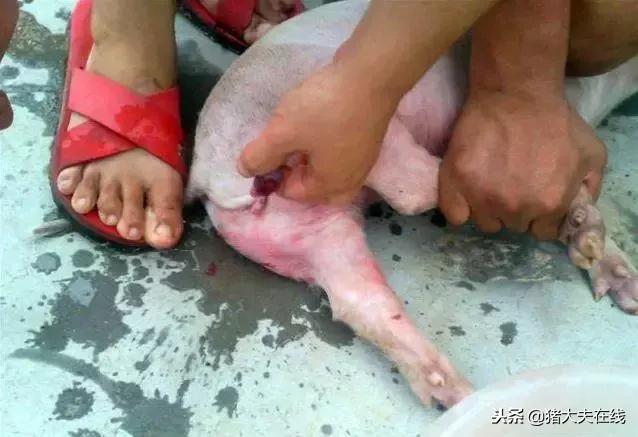 猪场仔猪阉猪技术,养猪场产房阉猪操作