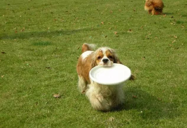 45只名犬排行,45种名犬您都认识吗