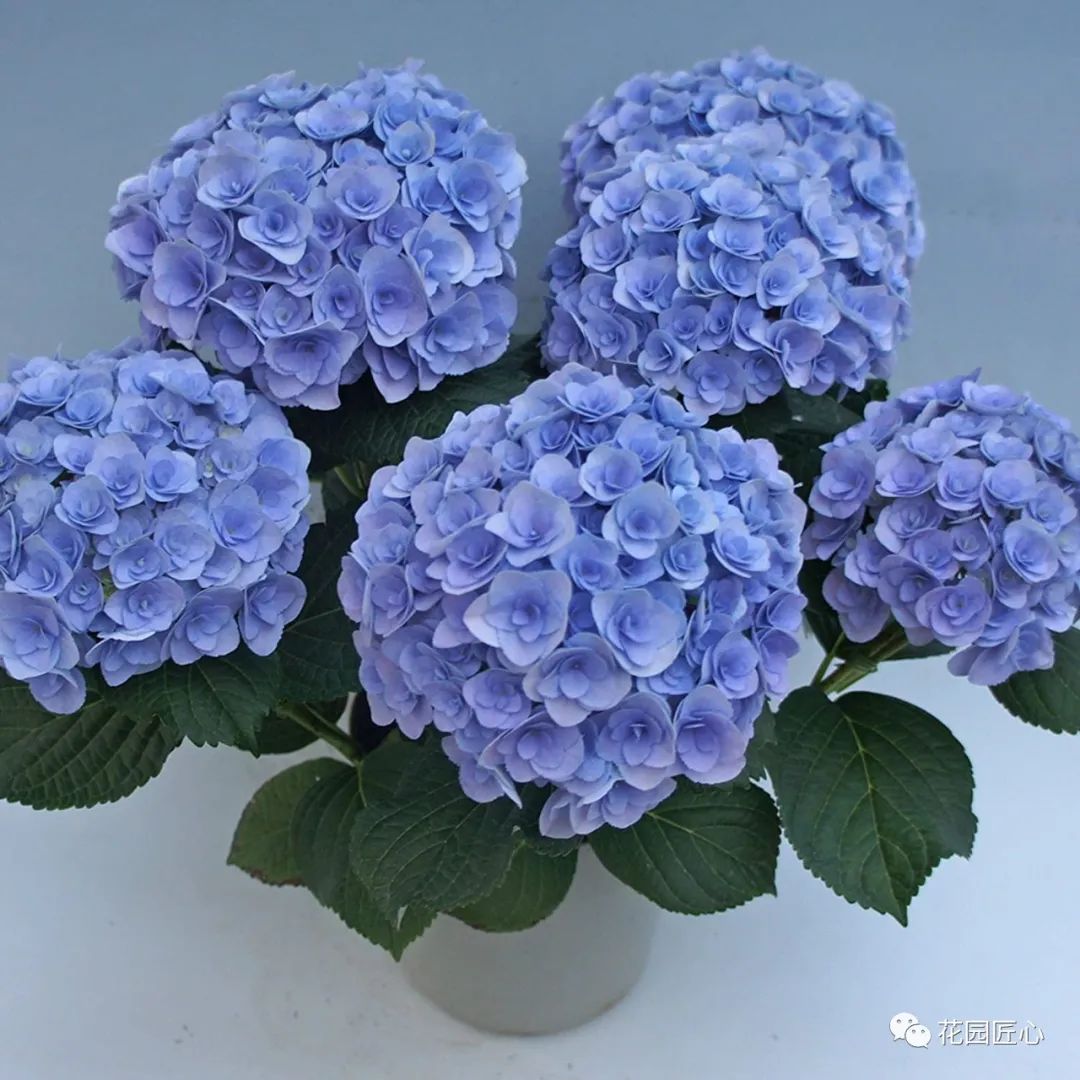 最漂亮的十种绣球,最省心的绣球