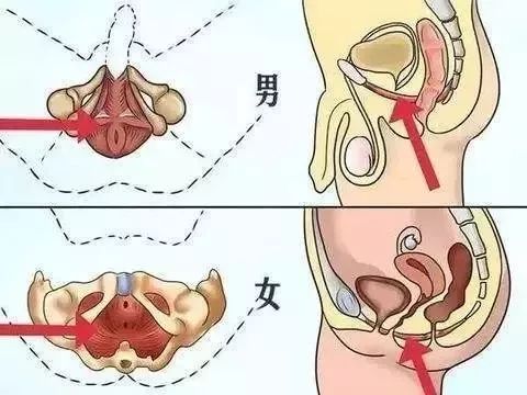 锻炼pc肌增强身体免疫力,锻炼PC肌有哪些好处