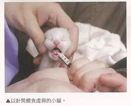 小猫喂食的注意事项,新生小猫怎么喂营养膏