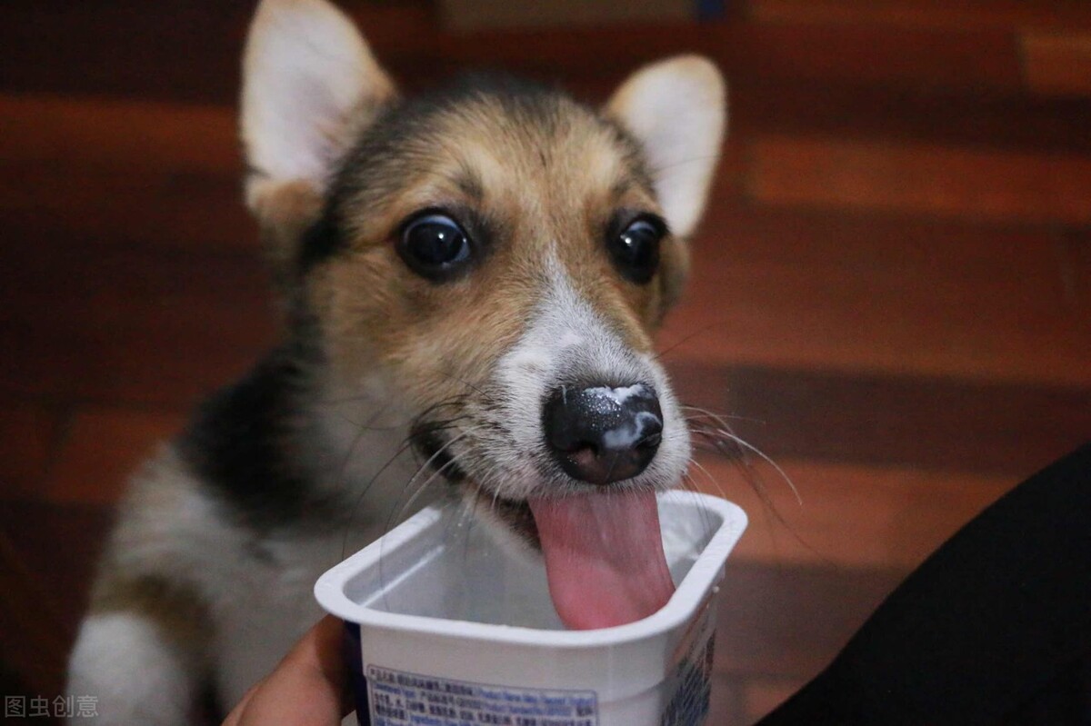 怎么喂狗狗吃药，喂狗狗吃药的3种有效方法