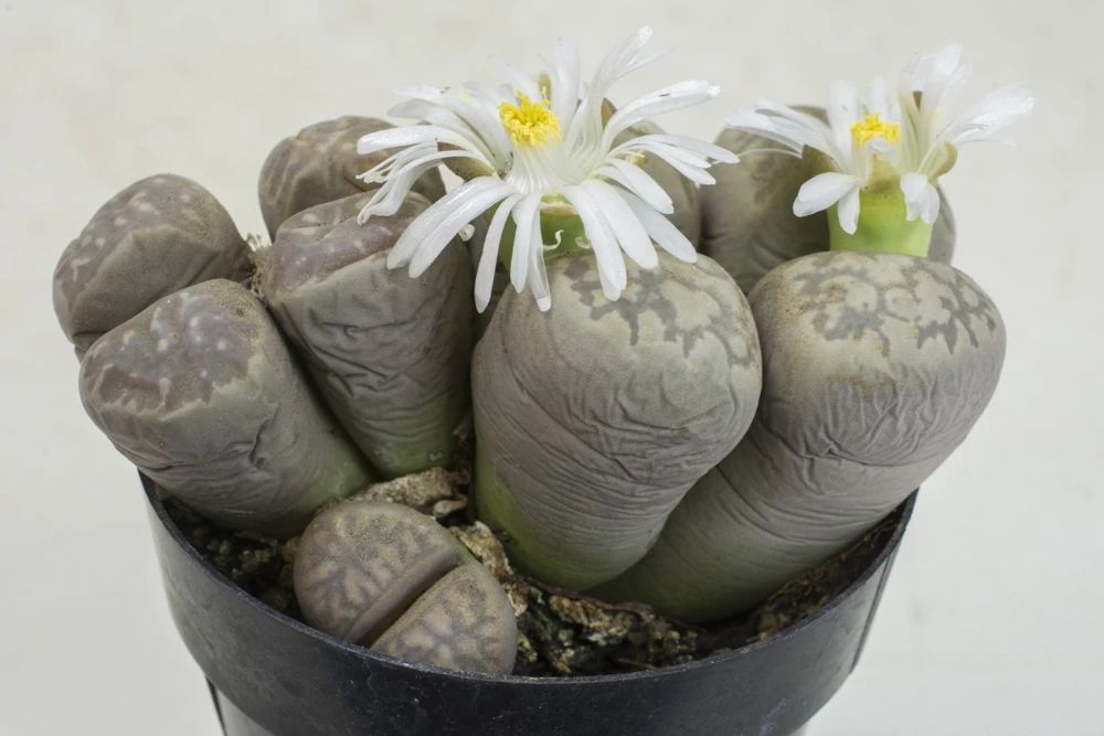 让多肉盆栽蓬勃生长的6个妙招,多肉盆栽夏季怎么养护