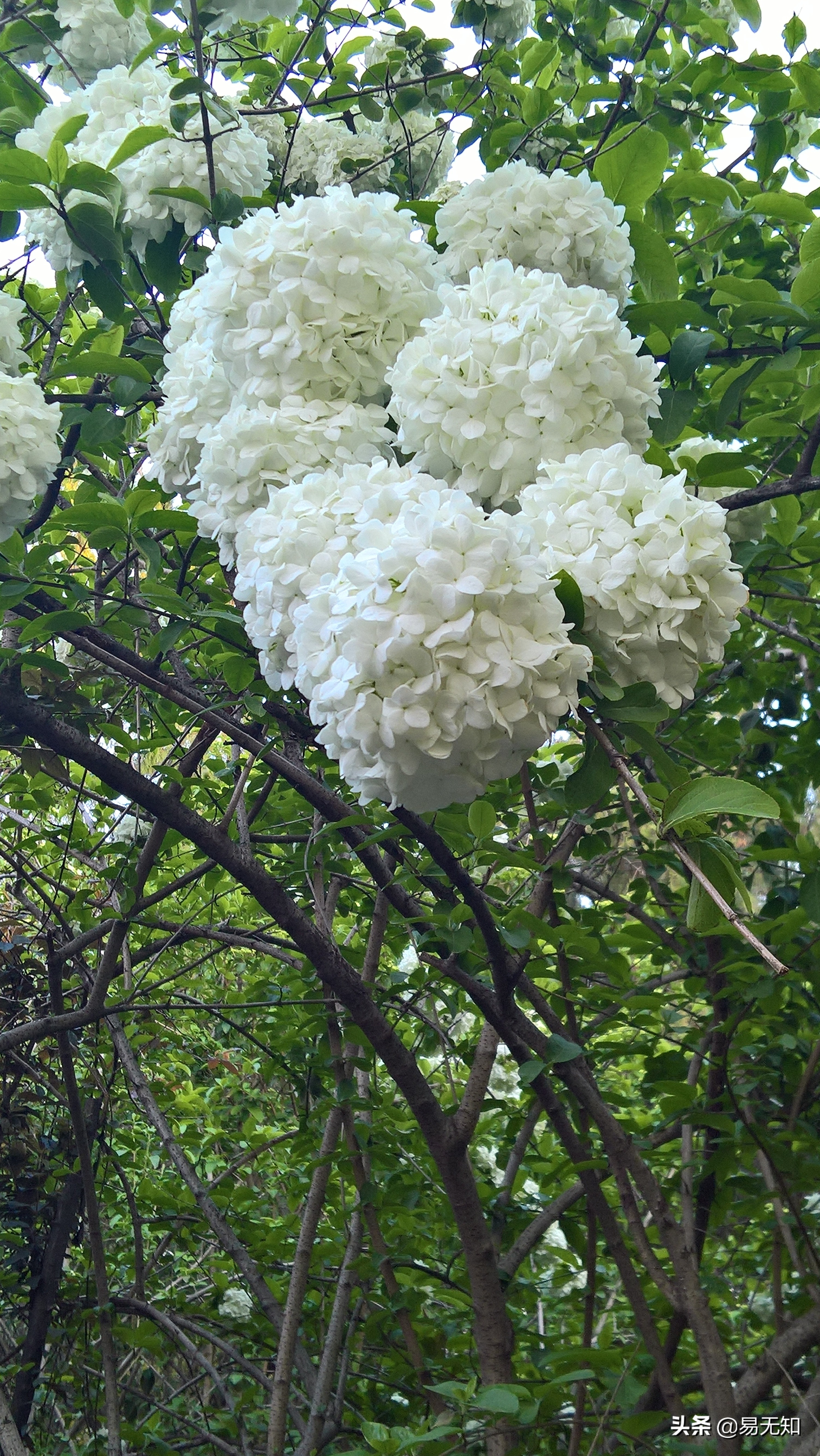 徐州彭祖园樱花美景,亲近自然之美彭祖园赏花正当时