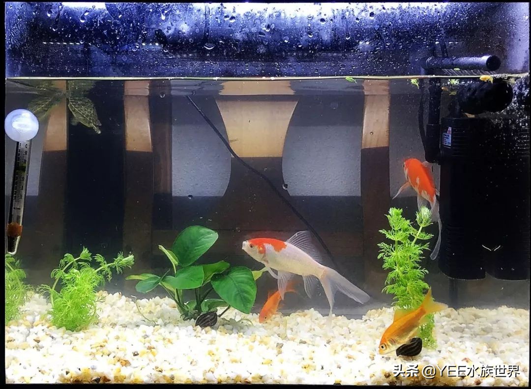 鱼缸专用密封胶是什么,鱼缸胶和玻璃胶有什么区别