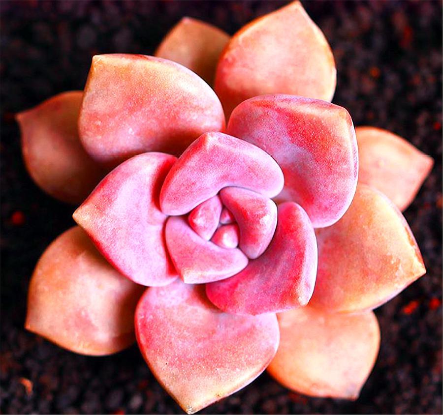 紫乐悬崖桩不修根可以上盆吗,多肉紫乐怎么养成老桩