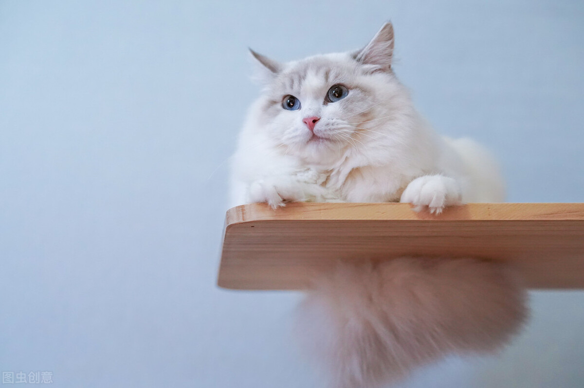 布偶猫有多好玩,布偶猫的十大优点是什么