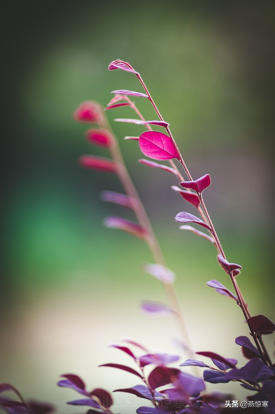 说说你用的相机,理光镜头和宾得通用吗