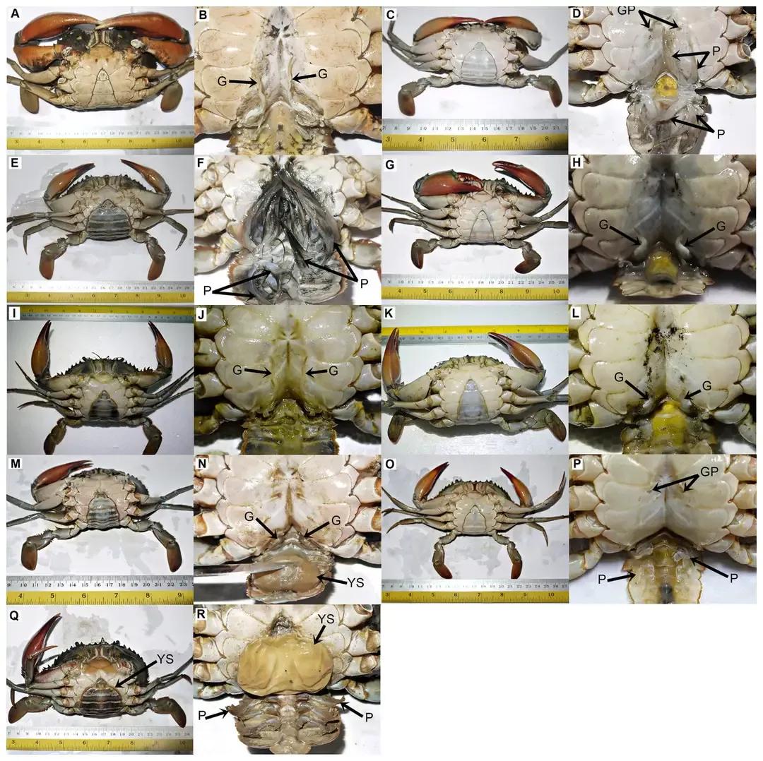 深秋螃蟹,深秋螃蟹肥