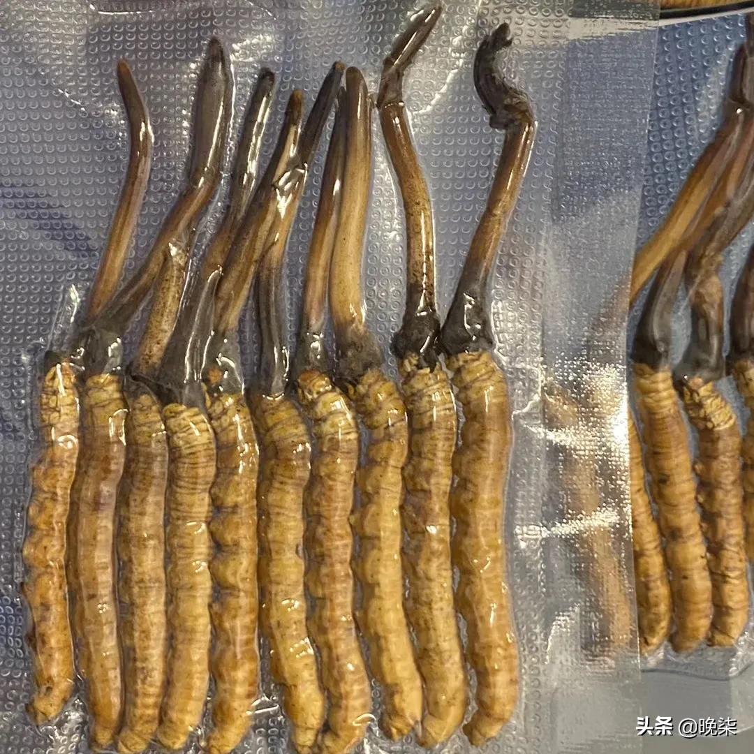 揭秘青藏高原挖虫草,探秘藏民挖虫草