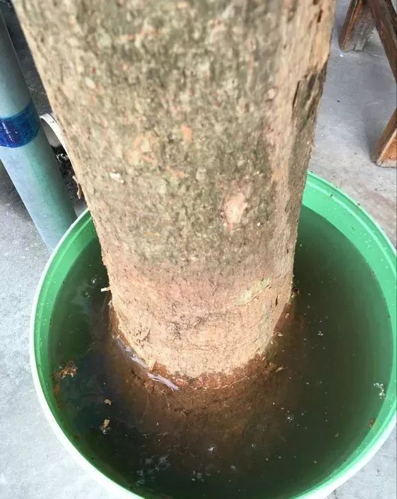 发财树和绿萝哪个好养活,发财树春天掉叶子挽救方法