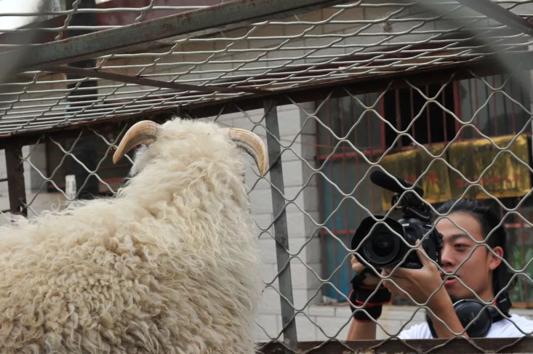 内蒙羊肉与盐池滩羊肉,新疆羊肉和盐池滩羊肉